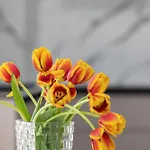 The Only One * Zadar