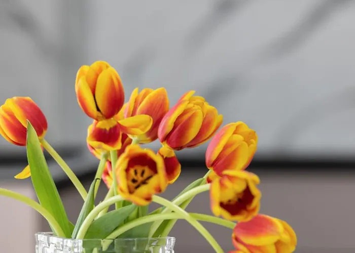 The Only One * Zadar